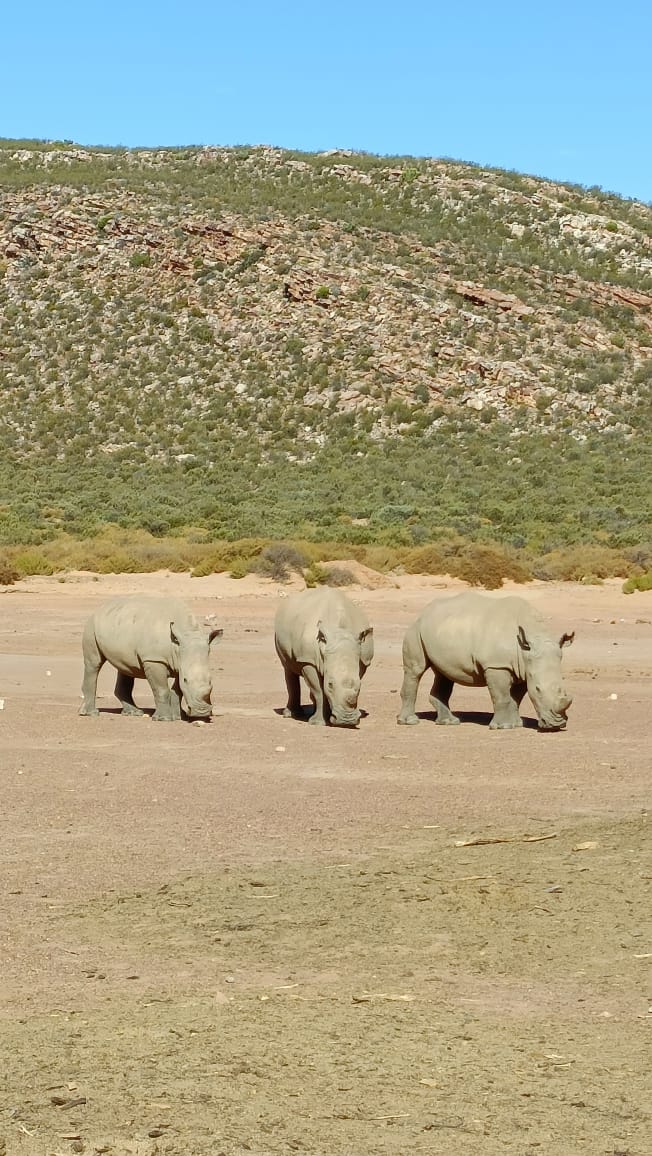 Aquila Game Reserve - Safari 62
